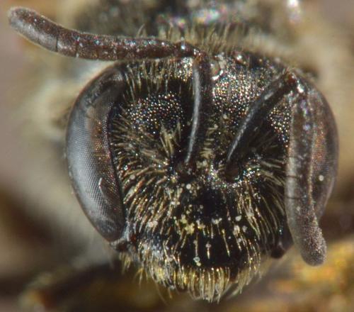 Lasioglossum laticeps